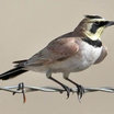 Horned Lark